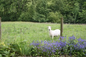 A "nibbler" looking at my flower beds at the back of the cottage