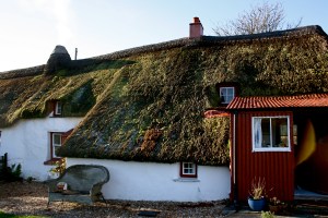 Moss and other vegetation