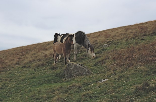 Welsh ponies on the Preseli range