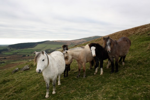 Welsh ponies followed us for a bit