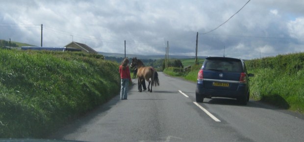 Horses being moved between one end of the village to a meadow at the other end.