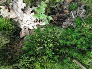 tmv_DxCzJCTTD5CEZqM1gLmo24Z0m4F_RLzRBBdSaFs